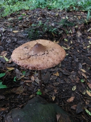 Macrolepiota procera