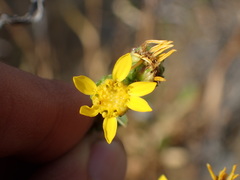 Grindelia hallii