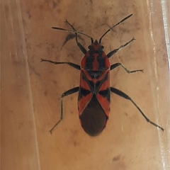 Spilostethus furcula