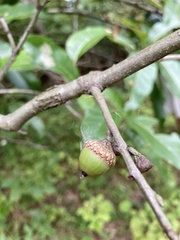 Quercus imbricaria