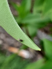 Microtechnites bractatus