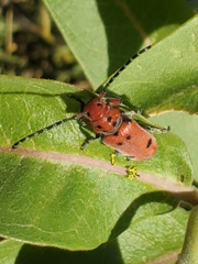 Tetraopes femoratus