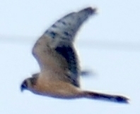Circus macrourus