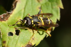 Spilomyia sayi