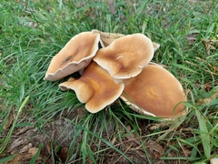 Cyclocybe aegerita