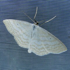 Scopula immutata