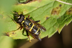 Spilomyia sayi