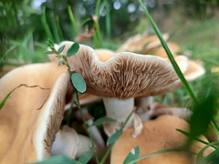 Cyclocybe aegerita