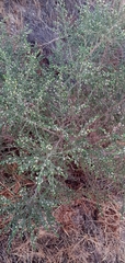 Thymelaea hirsuta
