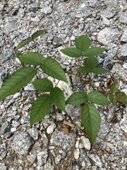 Rubus pensilvanicus