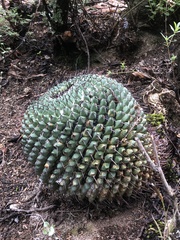 Mammillaria polythele