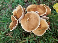 Cyclocybe aegerita
