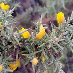 Ulex