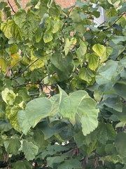 Vitis labrusca