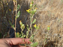 Grindelia hallii