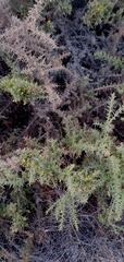 Ulex