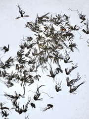 Aedes aegypti