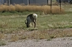 Antilocapra americana