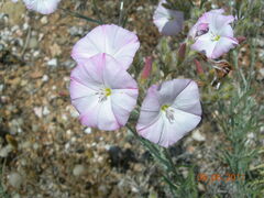 Convolvulus oleifolius