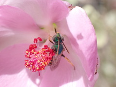 Agapostemon texanus