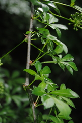 Eleutherococcus sieboldianus