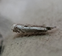 Microcrambus kimballi