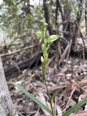 Pterostylis jonesii