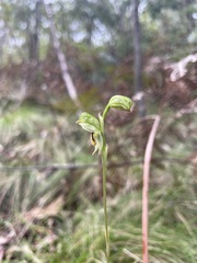 Pterostylis jonesii