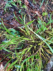 Prosthechea ochracea