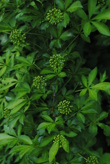 Eleutherococcus sieboldianus