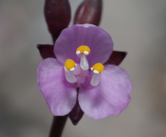 Tripogandra angustifolia