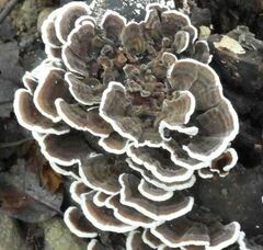 Polyporaceae