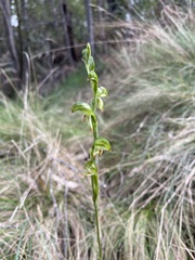 Pterostylis jonesii