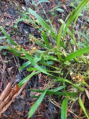 Prosthechea ochracea