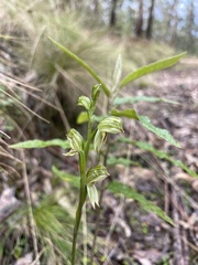 Pterostylis jonesii