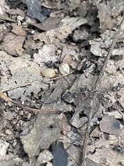 Sphaerium occidentale