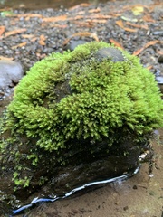 Racomitrium aciculare