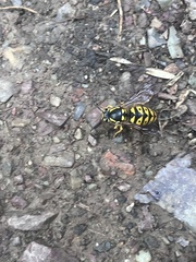 Vespula pensylvanica