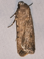 Caradrina clavipalpis