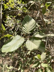 Frangula californica