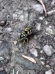 Vespula pensylvanica