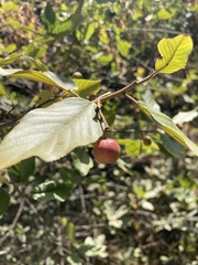 Frangula californica