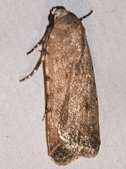Caradrina clavipalpis