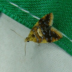 Pseudargyrotoza conwagana