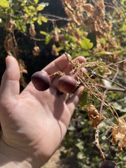 Frangula californica