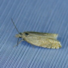 Ancylis unguicella
