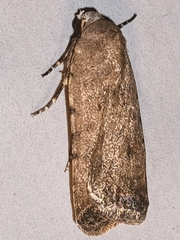 Caradrina clavipalpis