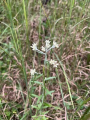Pseudognaphalium obtusifolium