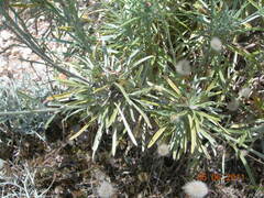 Convolvulus oleifolius