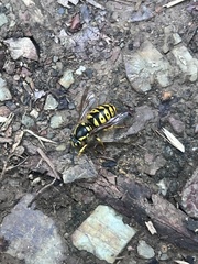 Vespula pensylvanica